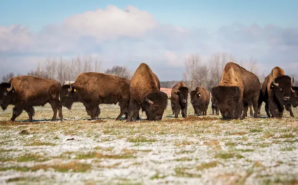 Bisonherde auf einer leicht mit Rauhreif bedeckten Wiese