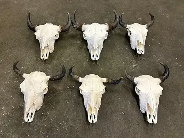 Diverse Bisonschädel, Skelette
