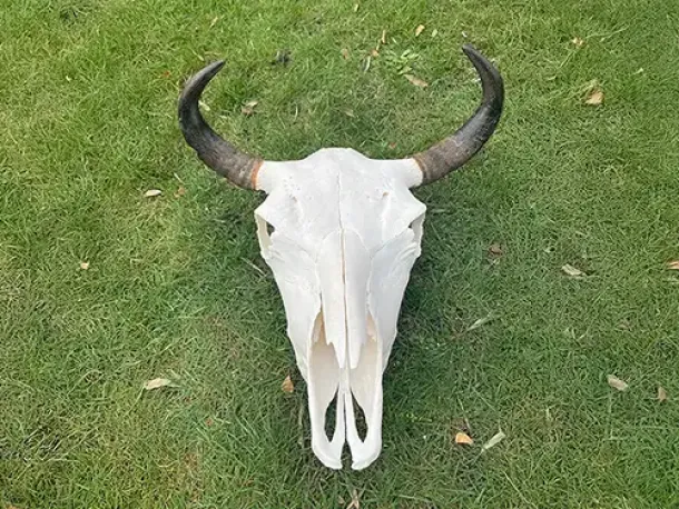 Bisonschädel / Skelett liegt auf einer Wiese