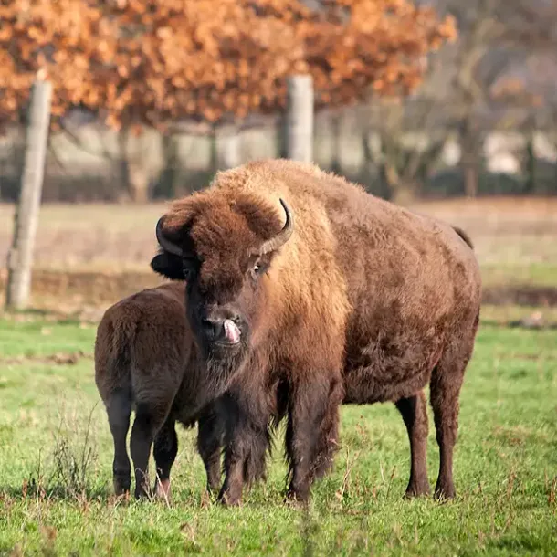 Bison mit Kalb auf einer Wiese im Herbst